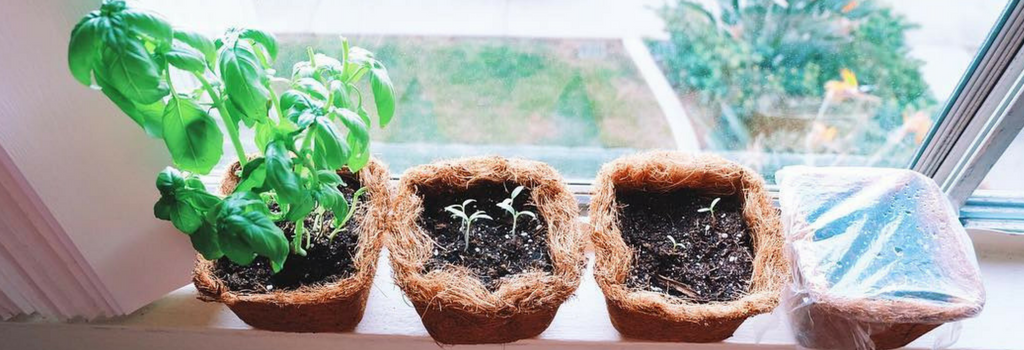 How to Grow Your Own Plant