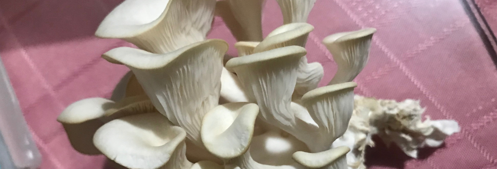 Mushroom Kit: Backstory, Research and Development, and Collaboration